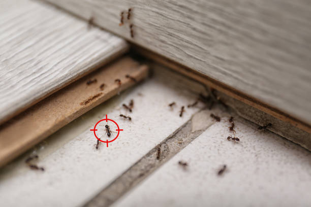 Best Wasp Removal Services  in Lake Of The Woods, AZ