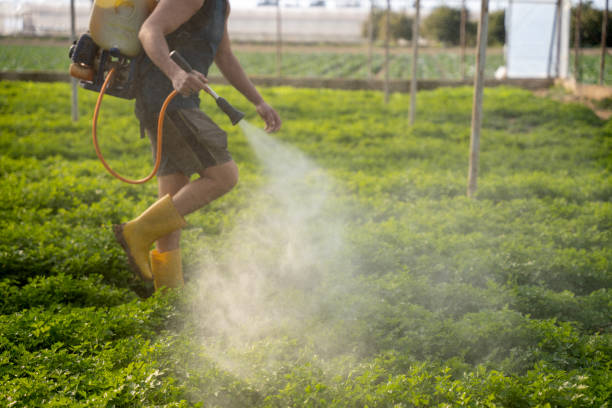 Best Commercial Pest Control Services  in Lake Of The Woods, AZ