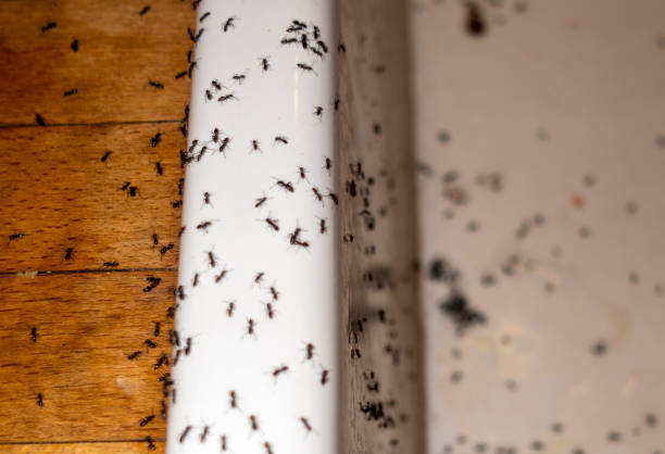 Best Mosquito Control Services  in Lake Of The Woods, AZ