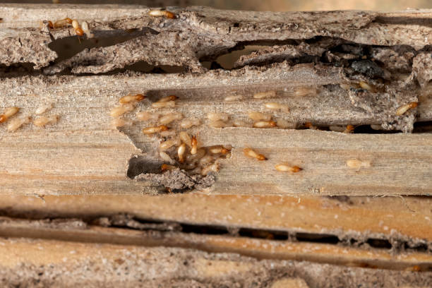 Best Pest Inspection Near Me  in Lake Of The Woods, AZ