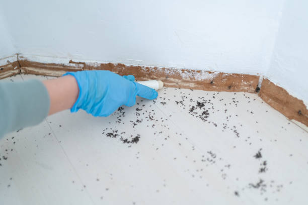 Best Local Pest Control Services  in Lake Of The Woods, AZ